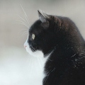 102748 Film-Clip, Hauskatze