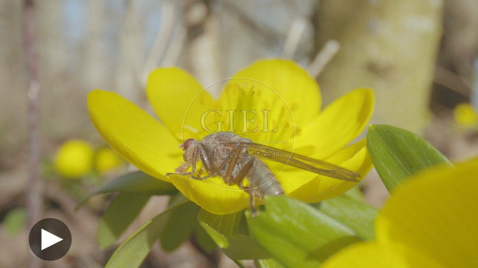 103075 Film-Clip, Fliege auf Winterling