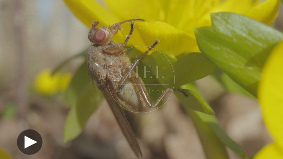 103076 Film-Clip, Fliege auf Winterling