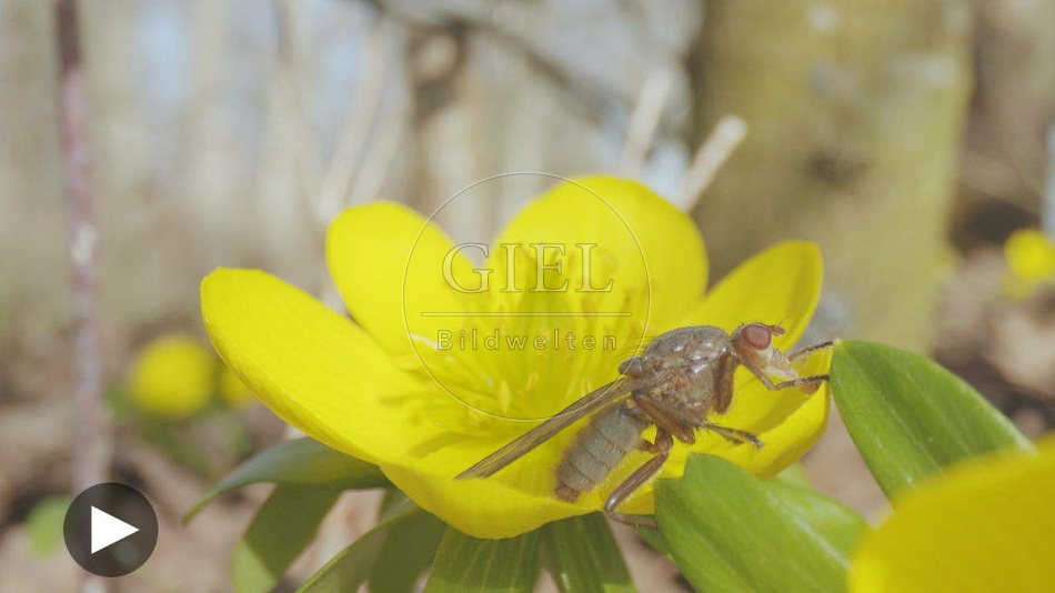 103077 Film-Clip, Fliege auf Winterling