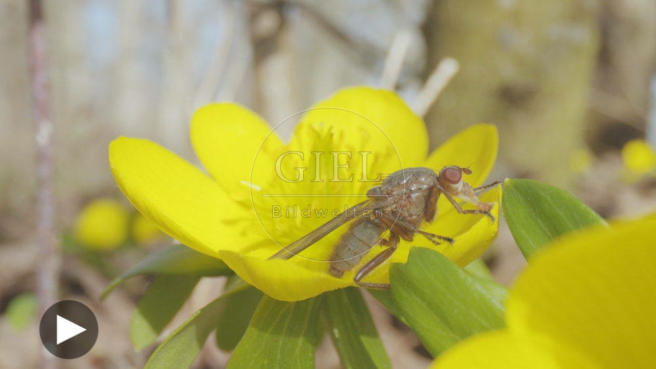103078 Film-Clip, Fliege auf Winterling