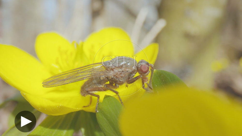 103079 Film-Clip, Fliege auf Winterling