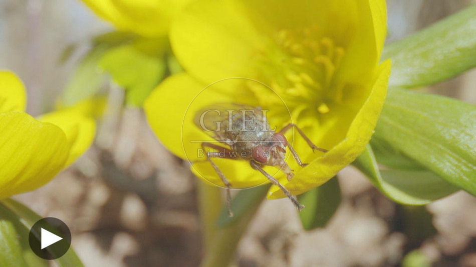 103080 Film-Clip, Fliege auf Winterling