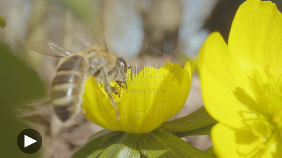 103084 Film-Clip, Honigbiene auf Winterling