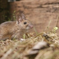 103742 Filmclip, Waldmaus