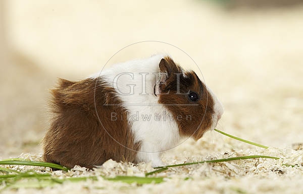 025164 Junges Meerschweinchen