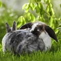 025397 Kaninchen