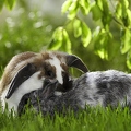 025398 Kaninchen