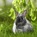 025403 Kaninchen