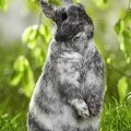 025405 Kaninchen