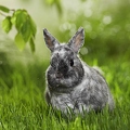 025410 Kaninchen