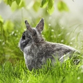 025413 Kaninchen
