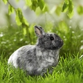 025415 Kaninchen