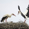 026084 Weissstorch