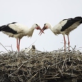 026088 Weissstorch