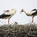 026090 Weissstorch