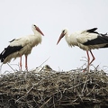026094 Weissstorch