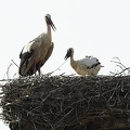 026103 Weissstorch