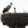 026105 Weissstorch
