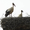 026107 Weissstorch