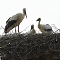 026109 Weissstorch