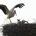 026110 Weissstorch