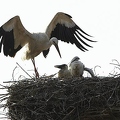 026112 Weissstorch