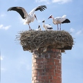 026114 Weissstorch