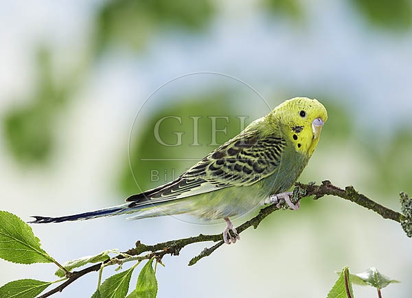 026131 Wellensittich