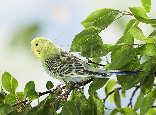 026133 Wellensittich