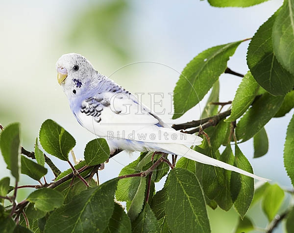026140 Wellensittich