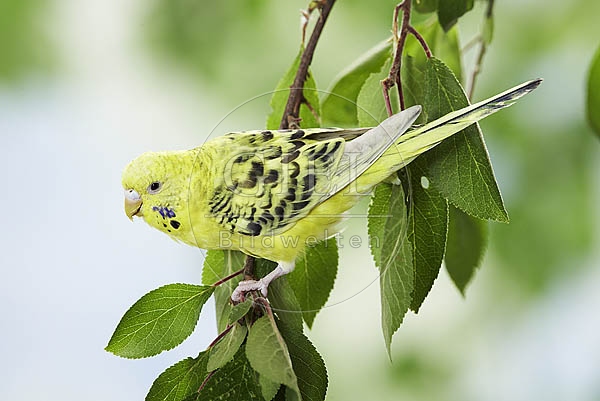 026158 Wellensittich