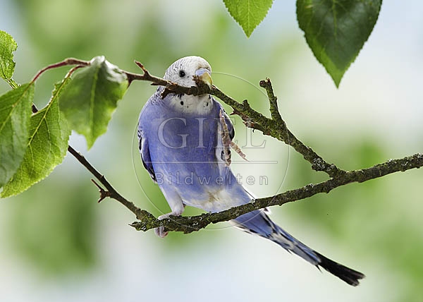 026166 Wellensittich