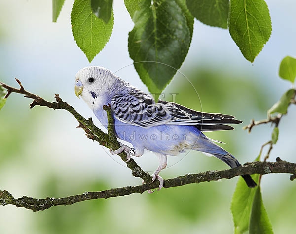 026175 Wellensittich