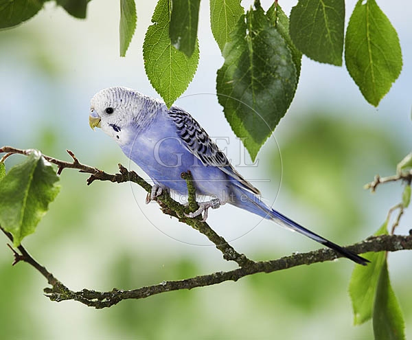 026177 Wellensittich