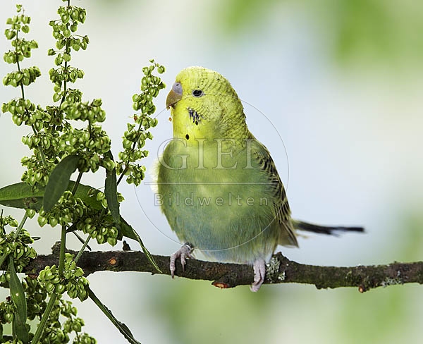 026181 Wellensittich