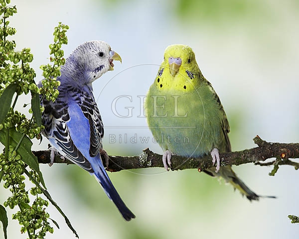 026186 Wellensittiche