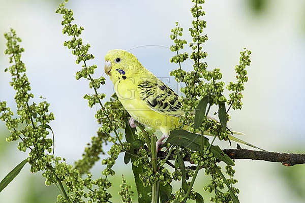 026190 Wellensittich