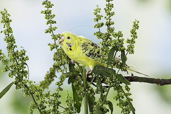 026191 Wellensittich