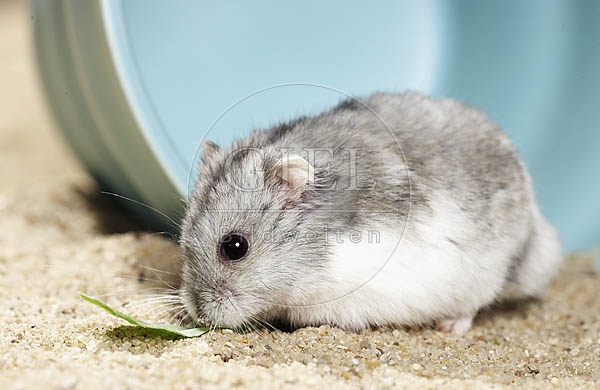 026363 Dsungarischer Zwerghamster