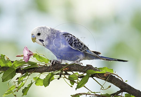 026387 Wellensittich