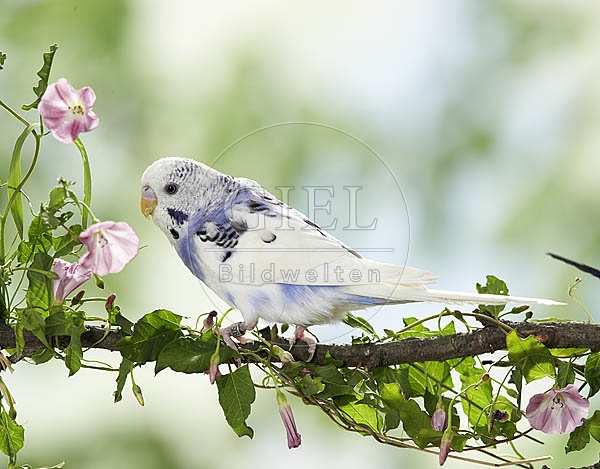 026398 Wellensittich