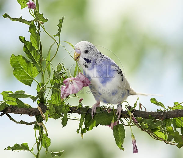 026401 Wellensittich