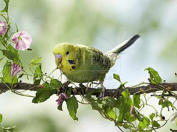 026409 Wellensittich