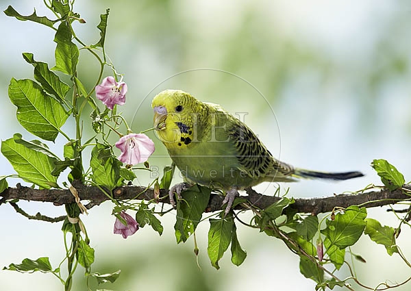 026422 Wellensittich