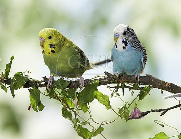 026424 Wellensittiche