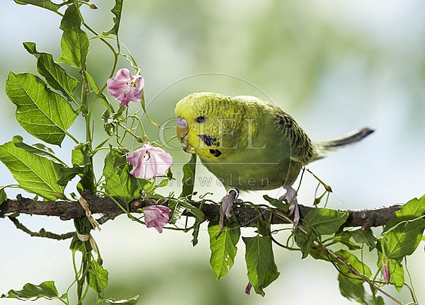 026425 Wellensittich
