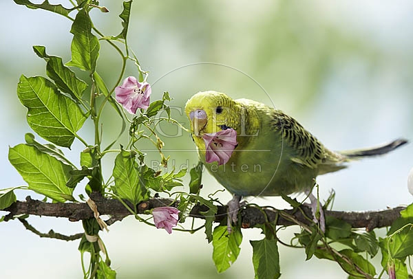 026427 Wellensittich