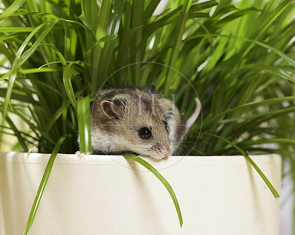 026489 Chinesischer Streifenhamster