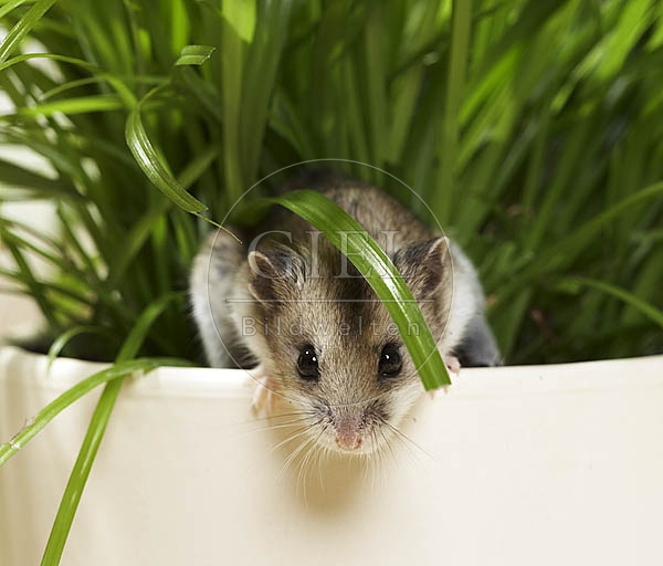 026490 Chinesischer Streifenhamster